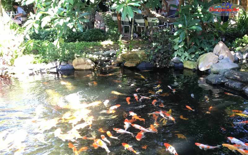 các loại cá koi nhật