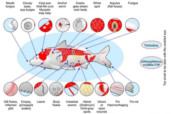 làm thế nào để nhận thấy cá koi bị bệnh