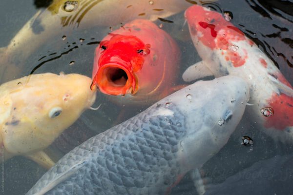 ý nghĩa và bí ẩn của cá koi