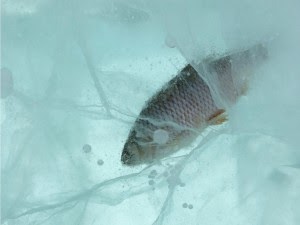 Những nhận định sai lầm khi thiết kế hồ cá Koi Bạn phải mang cá koi của bạn vào trong nhà qua mùa đông