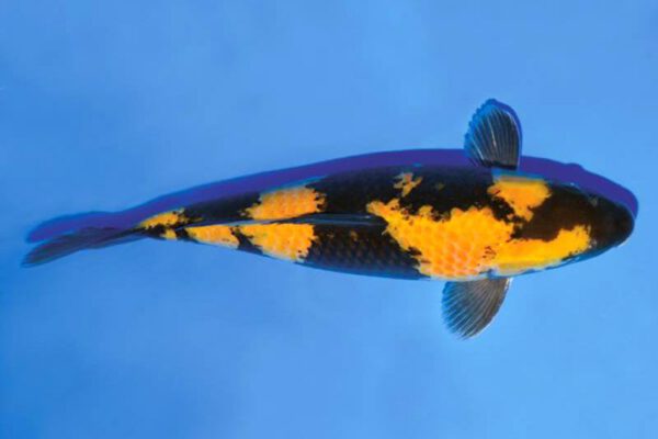 cá koi giống Ki Utsuri