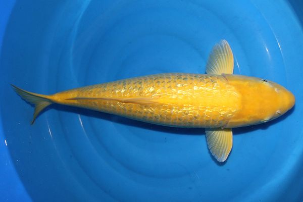 cá koi giống Kinginrin