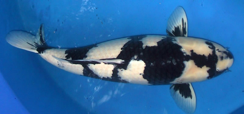 cá koi giống Shiro Bekko