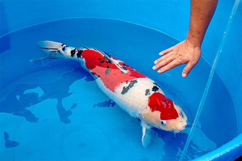 cá bị tuột nhớt - da cá khô không trơn như bình thường