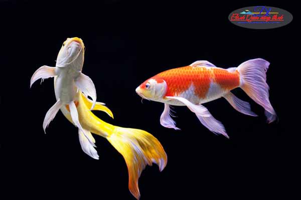 Cá chép Nhật đuôi dài