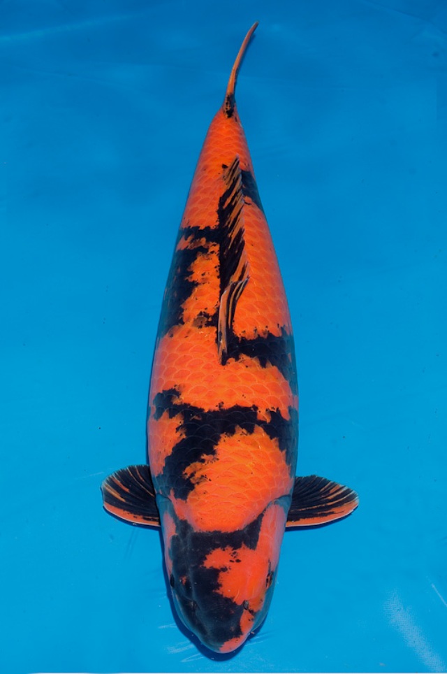 Cá Koi - Nghệ Thuật Nuôi Và Thiết Kế Hồ Cá Đẳng Cấp Tại Việt Nam