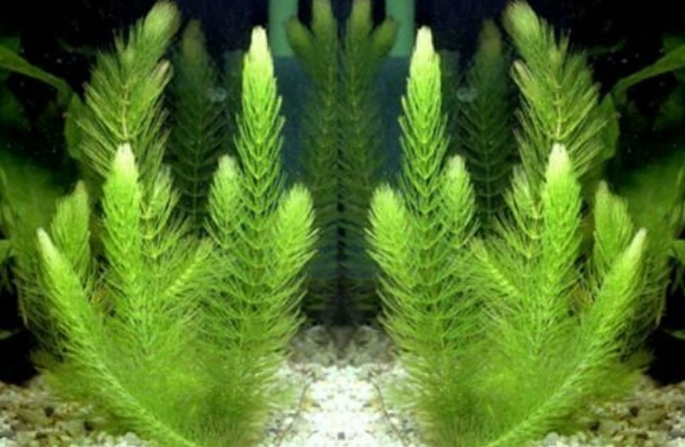 cây rong đuôi chó