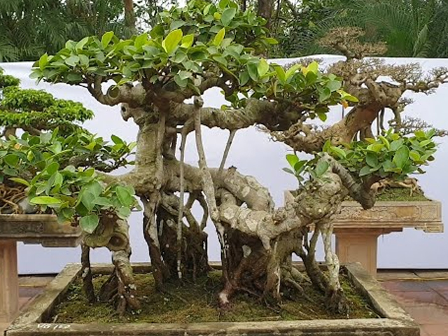 cây si bonsai