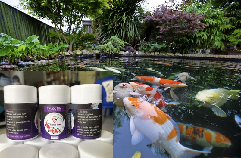 đánh thuốc tím cho cá koi đúng cách