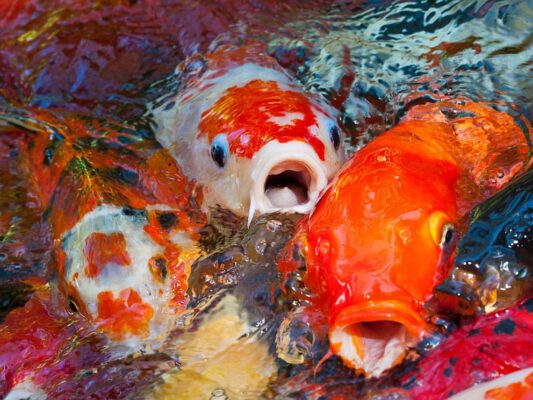 những sự thật về cá koi