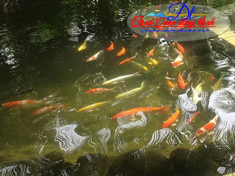 hồ cá koi bị đục