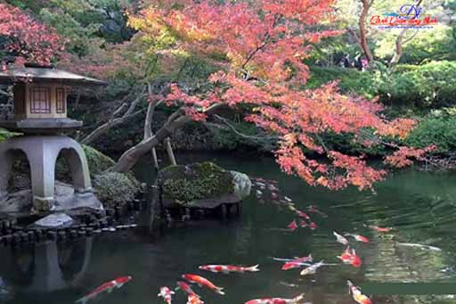 Hồ cá koi kiểu Nhật đẹp