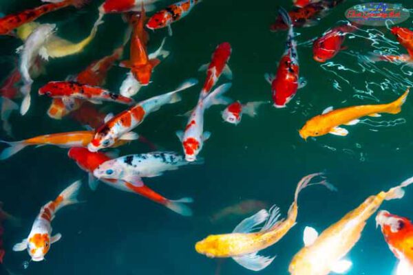 các loại cá koi nhật