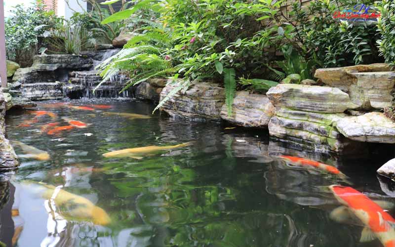 thi công hồ cá koi kiểu nhật