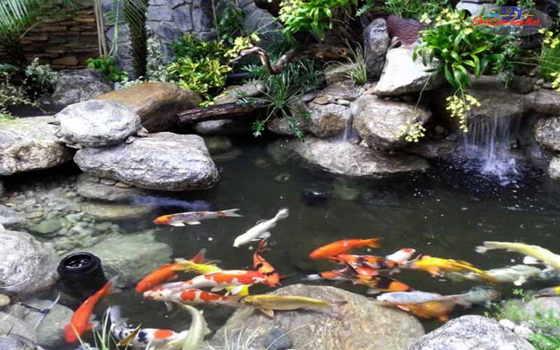 Cách đưa cá mới vào hồ cá Koi