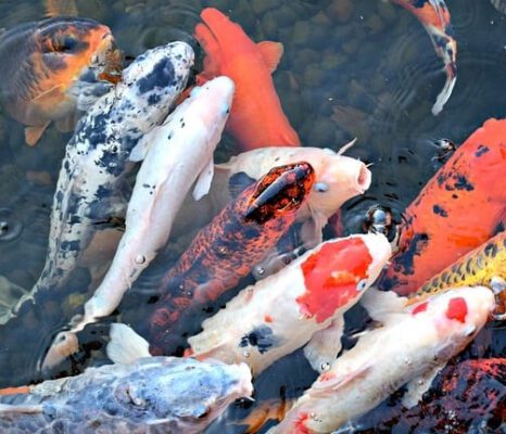 màu sắc cá koi