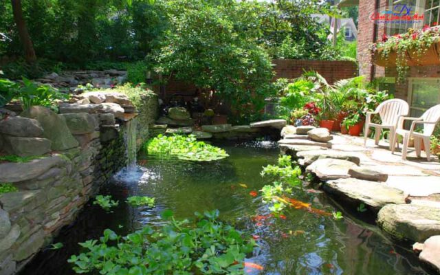 cây thủy sinh hồ cá koi