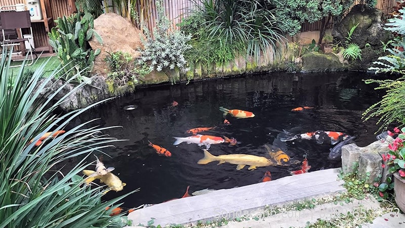 mau ho ca koi mini dep 11