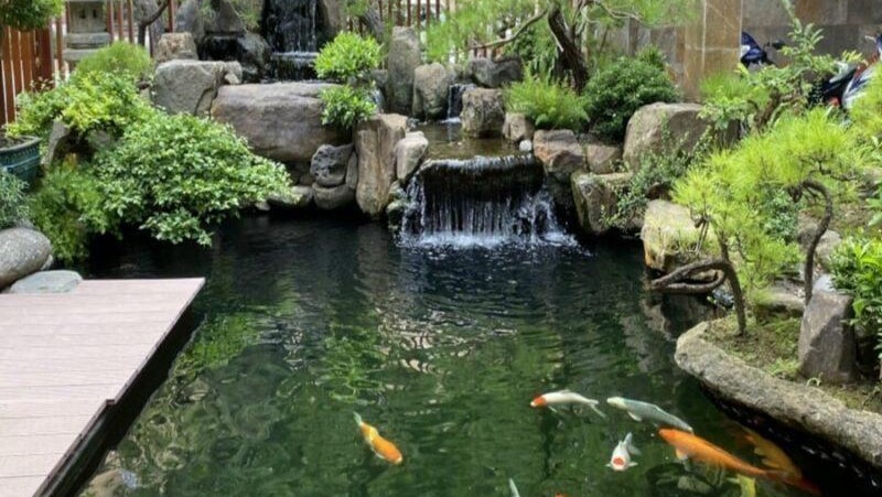 mau ho ca koi mini dep 12