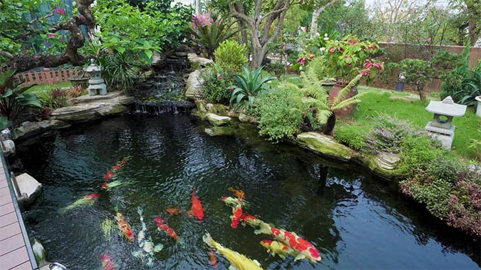 mực nước hồ cá koi