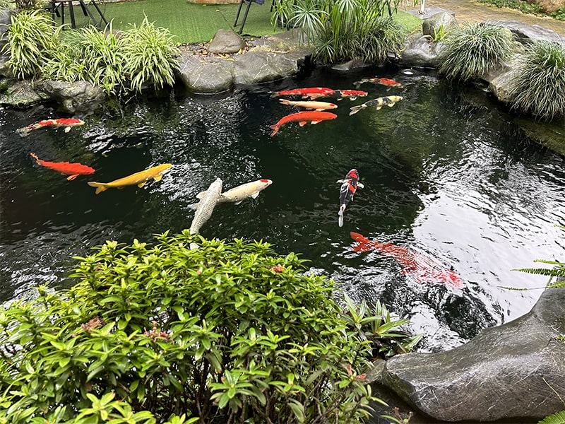 nước sạch giúp cá koi phát triển khỏe mạnh