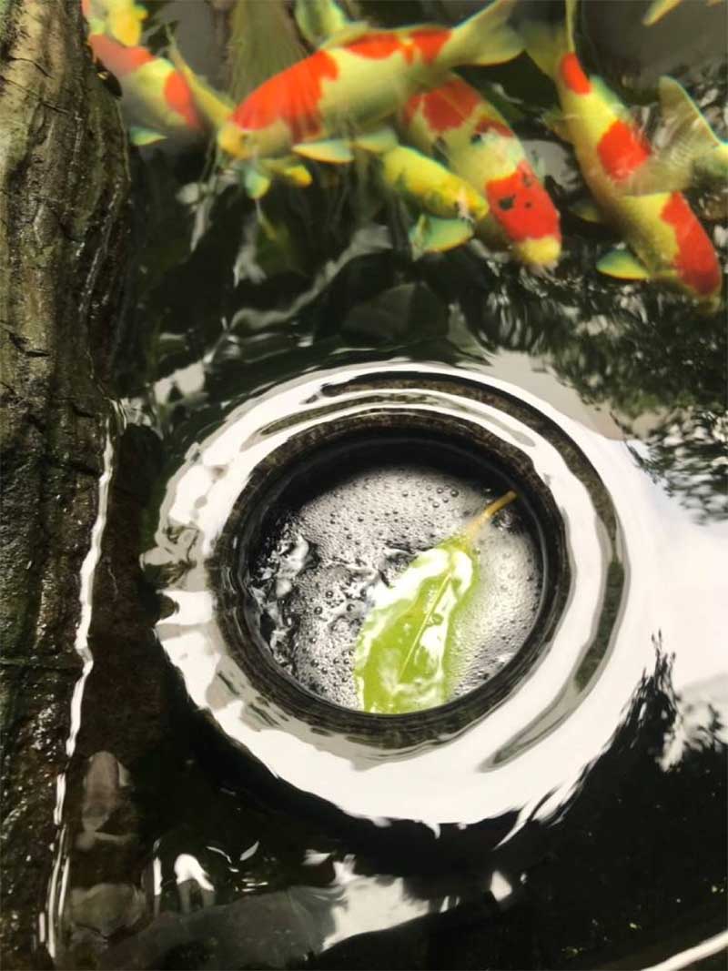 skimmer hồ cá koi