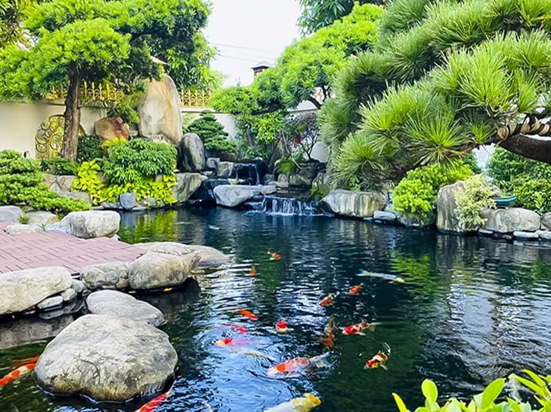 thi công hồ cá koi bà rịa vũng tàu 1