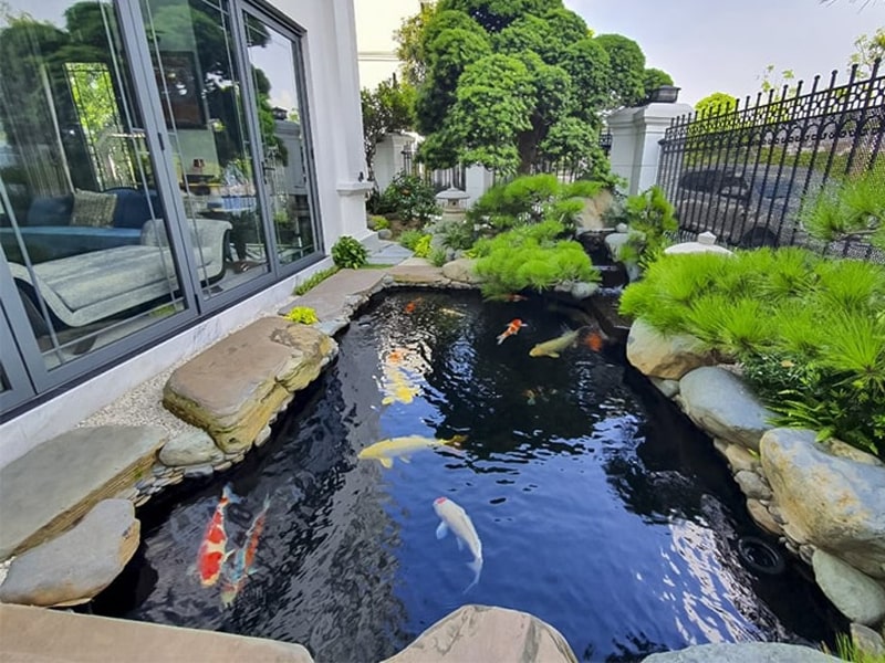 thi công hồ cá koi bà rịa vũng tàu 3