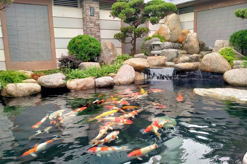 thi công hồ cá koi cà mau 1