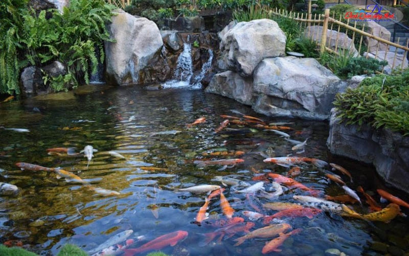 hồ cá koi mini