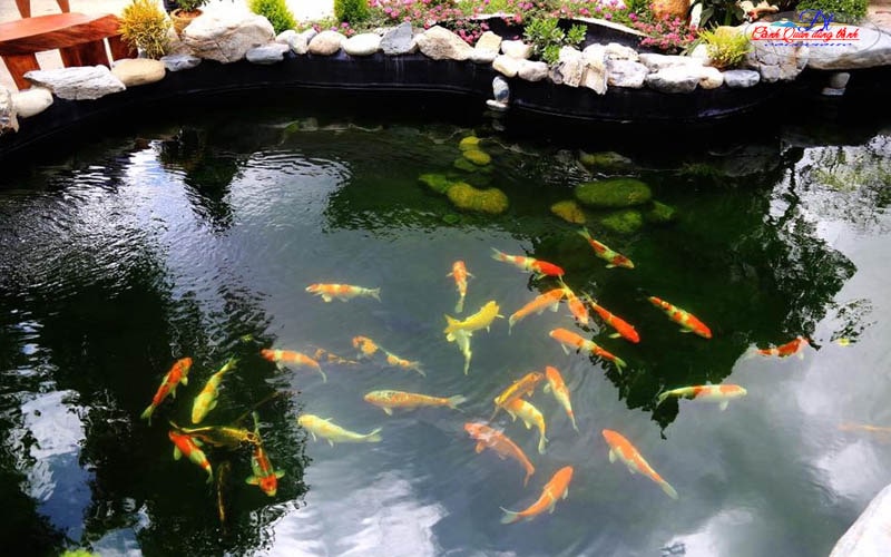 Thi công hồ cá koi Phan Thiết Bình Thuận
