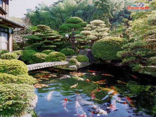 bệnh thường gặp của cá koi