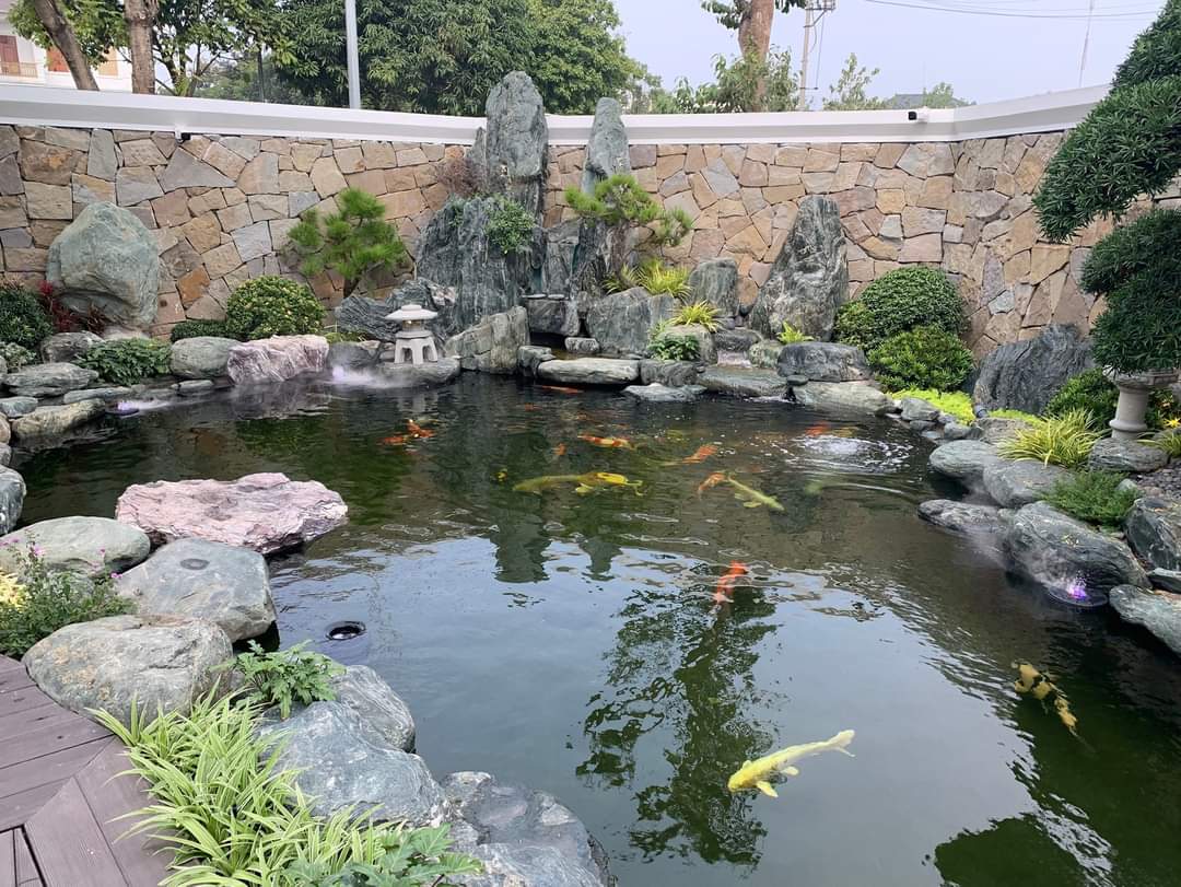 thiết kế hồ cá koi 13
