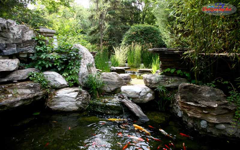 Thiết kế hồ cá koi Đà Lạt đẹp
