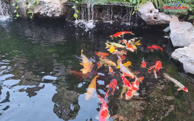 Thi công hồ cá koi đẹp