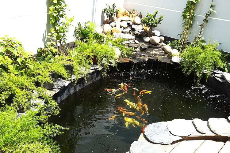 tiểu cảnh hồ cá đẹp 3