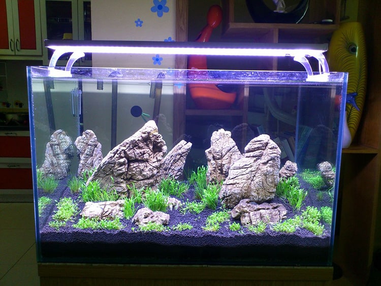 tiểu cảnh hồ cá đẹp 8