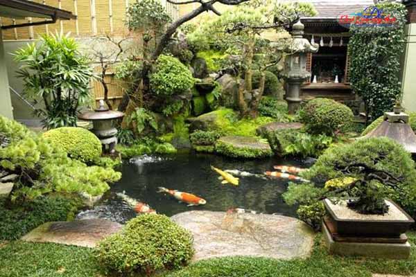 cách chọn giống cá koi tốt