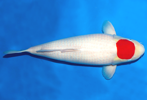 cá koi giống Tancho